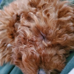 Fundraising Page: Jason Ngo